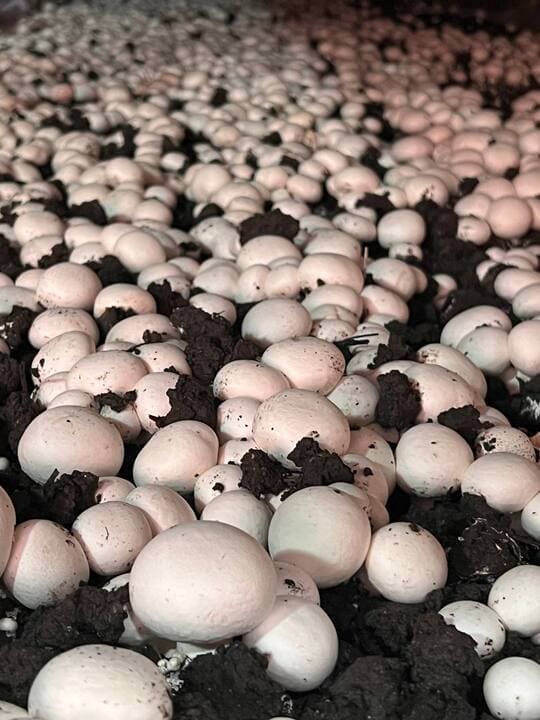آقای قارچ