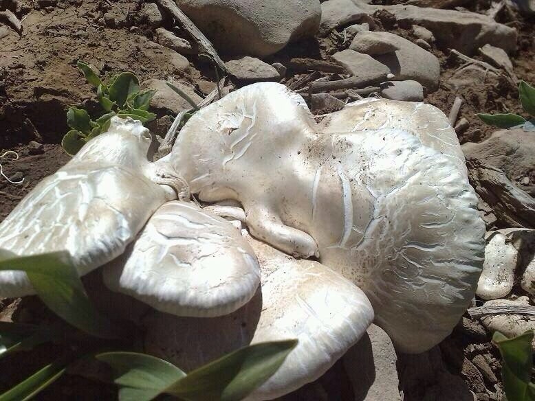 آقای قارچ 5 خرید قارچ عمده دکمه تازه آقای قارچ